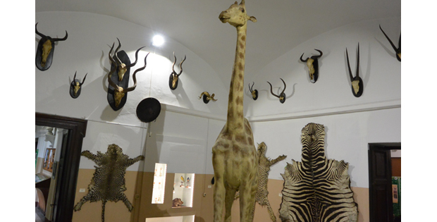 Una giraffa al museo
