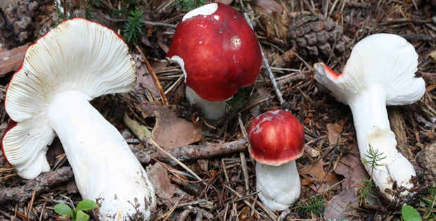 Foto con alcuni funghi in primo piano