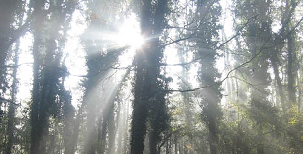 immagine di sole tra gli alberi del Bosco Grande