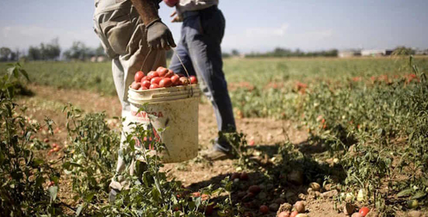 Foto di braccianti che raccolgono pomodori
