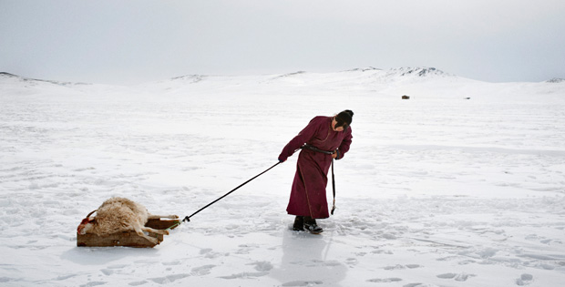 immagine di un cacciatore tra i ghiacci che trascina una preda