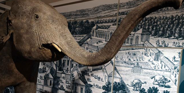 Primo piano del elefante imbalsamato che si trova al museo Kosmos