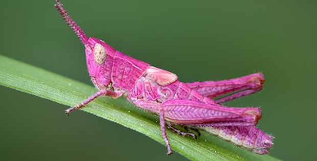 immagine di un insetto