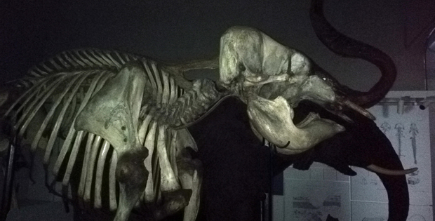 immagine di scheletro di elefante