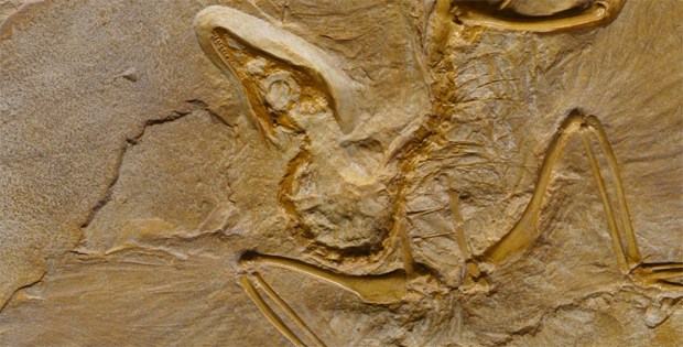 La foto di un fossile