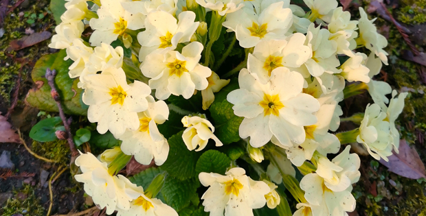 foto di Primula vulgaris