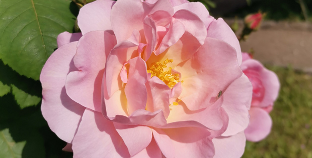 primo piano di una rosa Nymphenburg