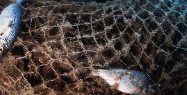 Pesci intrappolati nella rete sul fondo marino