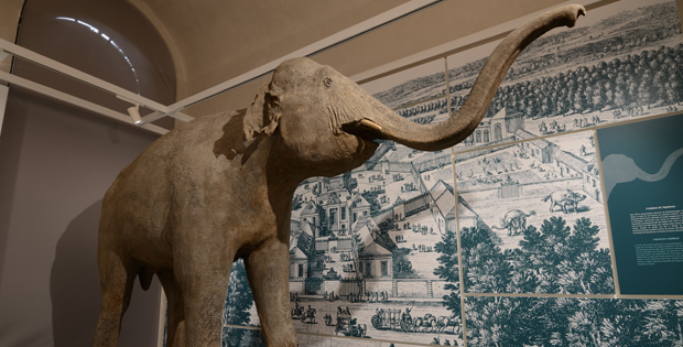 immagine dell'elefante di Napoleone