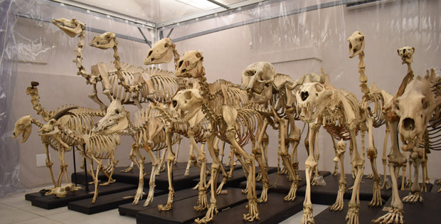 immagine di scheletri in esposizione